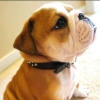 pascual_zoo (@guapozoo) 's Twitter Profile