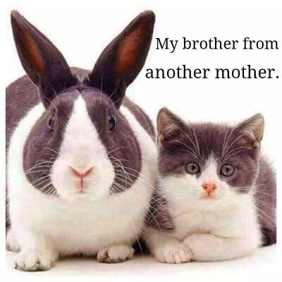 love cat and meow together