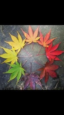 MarionVerhaegh's profile picture. 