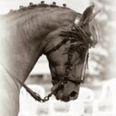 Dedicado a los amantes del Caballo, y las romerias.