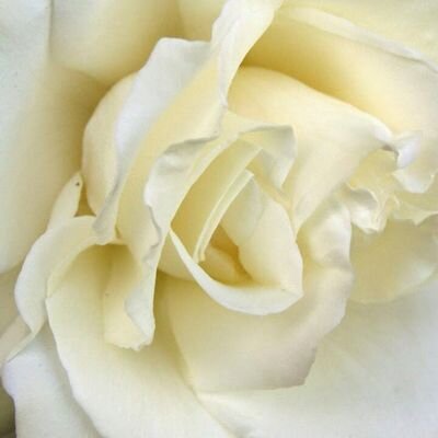 eviekjack's profile picture. 