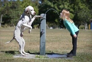 お寿司大好きなレオパとカメレオンを飼ってる会計士