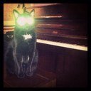 Cortez_Danger's profile picture. Once there was a shadow...and from this shadow emerged darkness...and from this darkness emerged... Cortez.