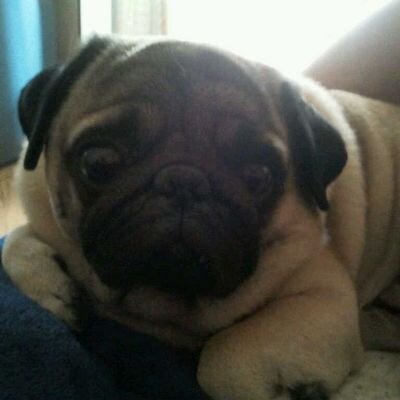 sonrie siempre para no dar a los ke te odian la alegria de verte triste y para los ke te kieren la felicidad de verte feliz