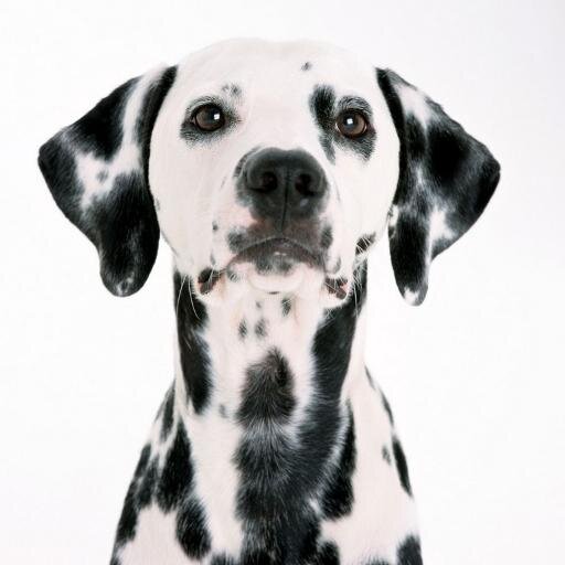 DalmationCoin's profile picture. 