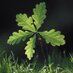 Saplings (@ogakhg_saplings) Twitter profile photo