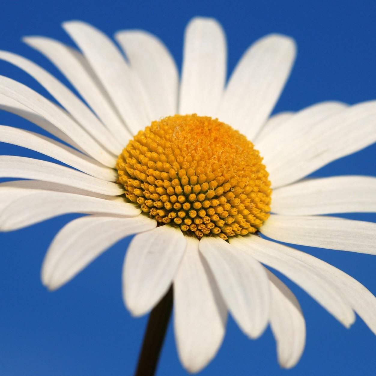 AbigailDyer16's profile picture. Wife, Mother, and Middle School Math Teach