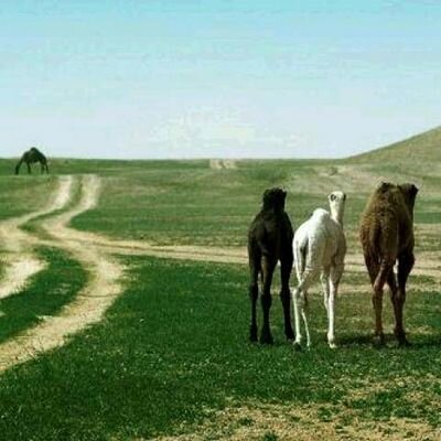 لا توجد مخدة أفضل وأنعم من الضمير النقي