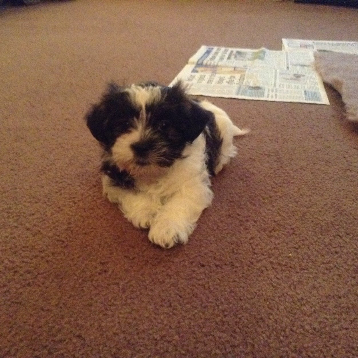 spikeandpatch's profile picture. 