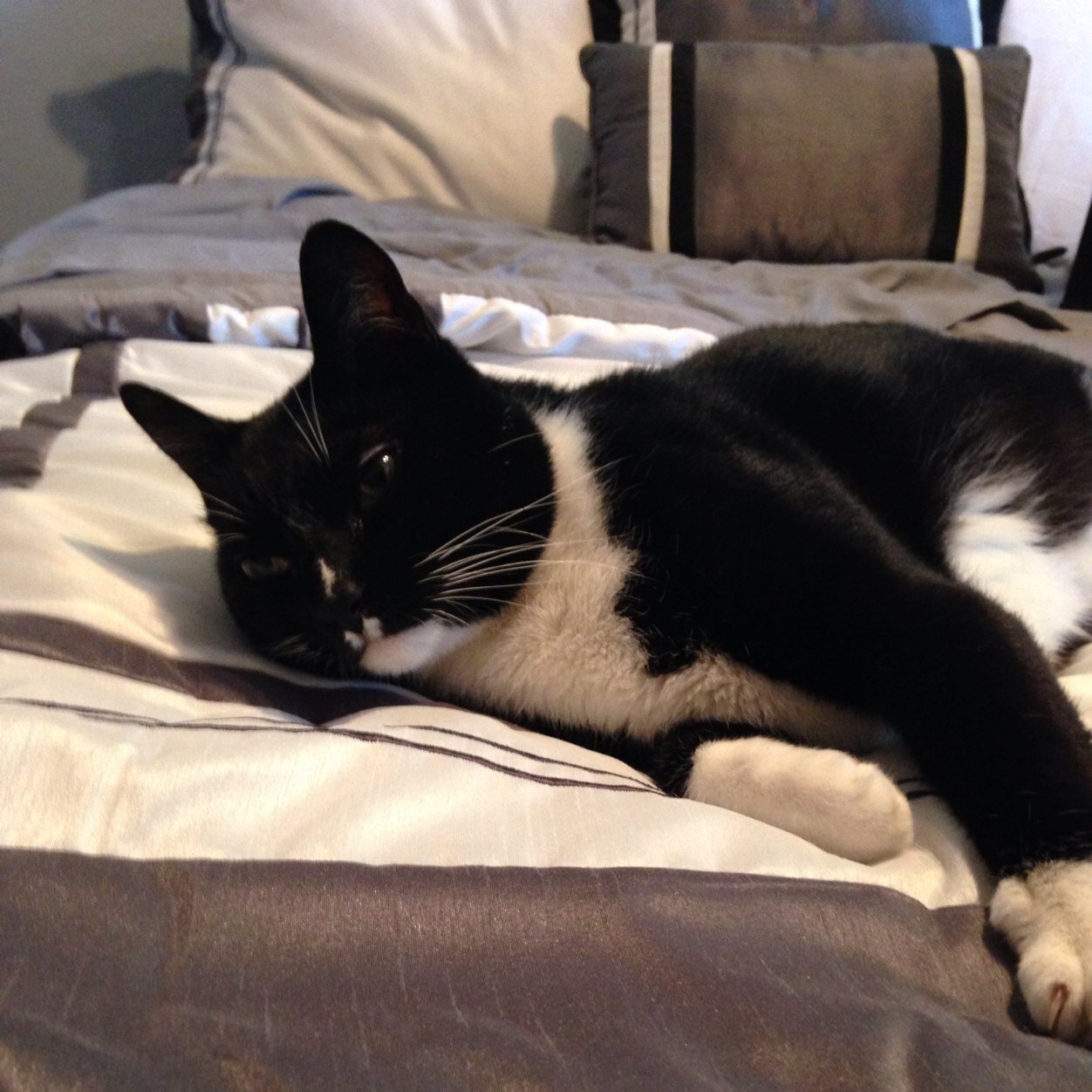 tuxmeow's profile picture. Just a misunderstood feline