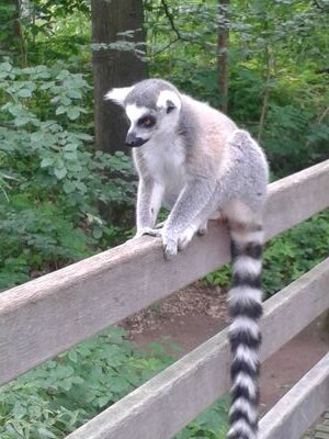 KoffieLeutjeee's profile picture. Alleen staande mama van Luuk 19-10-2012 #blogster #vlinder #schrijven #gitaarspelen #muziek #zingen #model