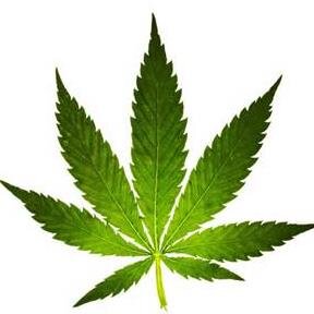 This page is dedicated to exposing the greatness of marijuana to the world.