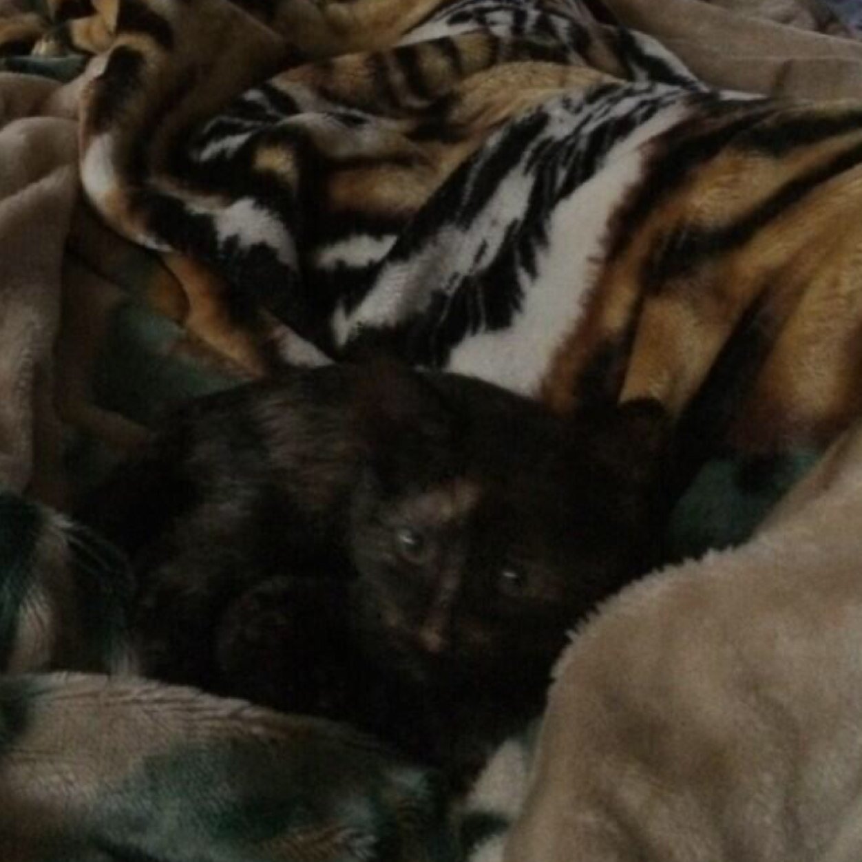 Hi Im Ethan And I am @Agony... Cat ------YT: https://t.co/uXECdqEwM3