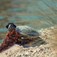 BeardedTortoise (@beardedtortoise) 's Twitter Profile