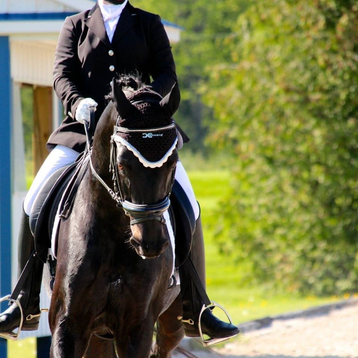 Hello. My name is Hannah. I own a pony Nemo Tyme a seven year old horse Balthasar and a rescue cat Jynx :)