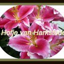 Het Hofje van Harkstede is een hobbytuin met bloemen en groenten, waar alleen op duurzame wijze wordt gekweekt.