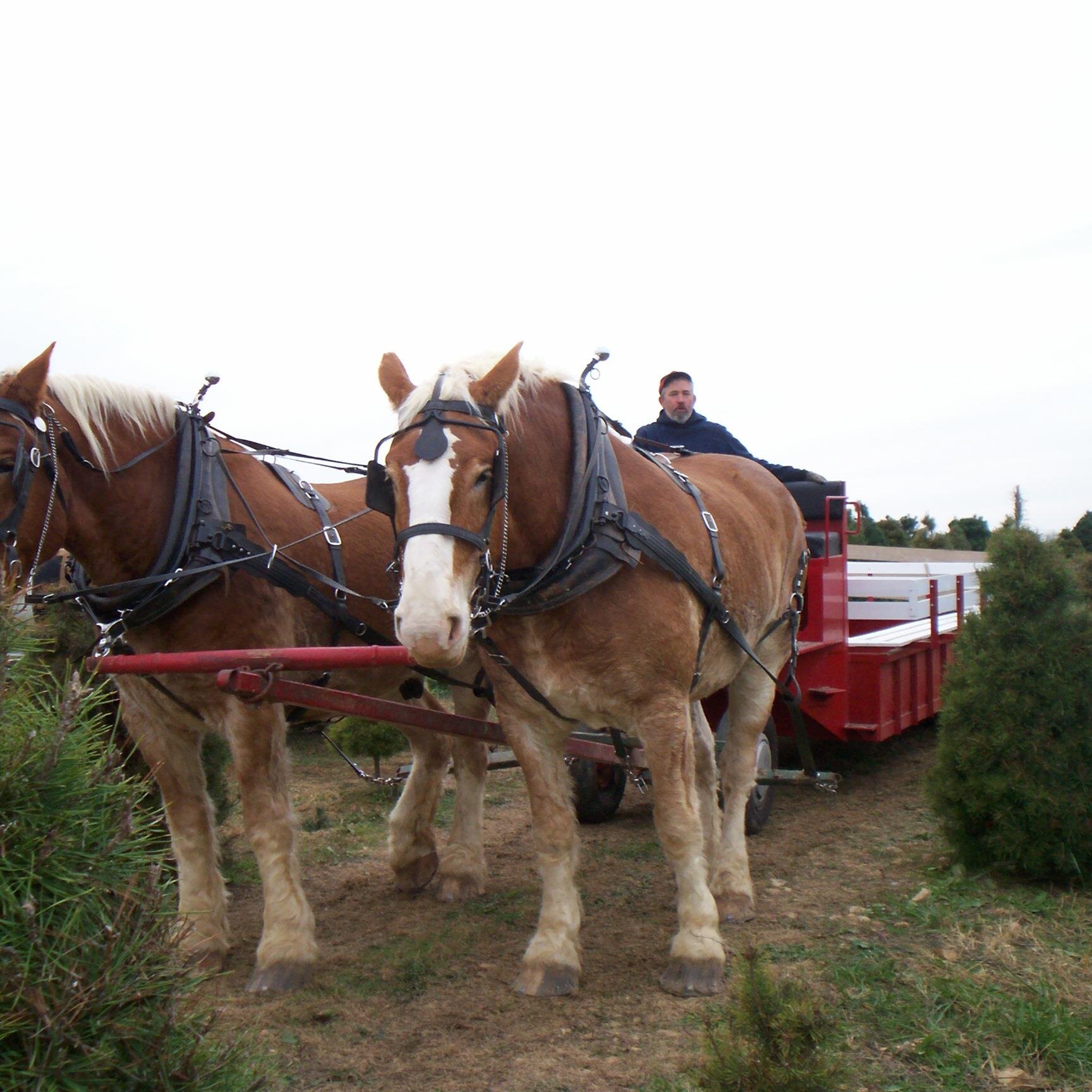 Choose and Cut Christmas Tree Farm