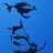 NuriPakdilUsta's profile image