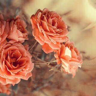العالمي.. ♡