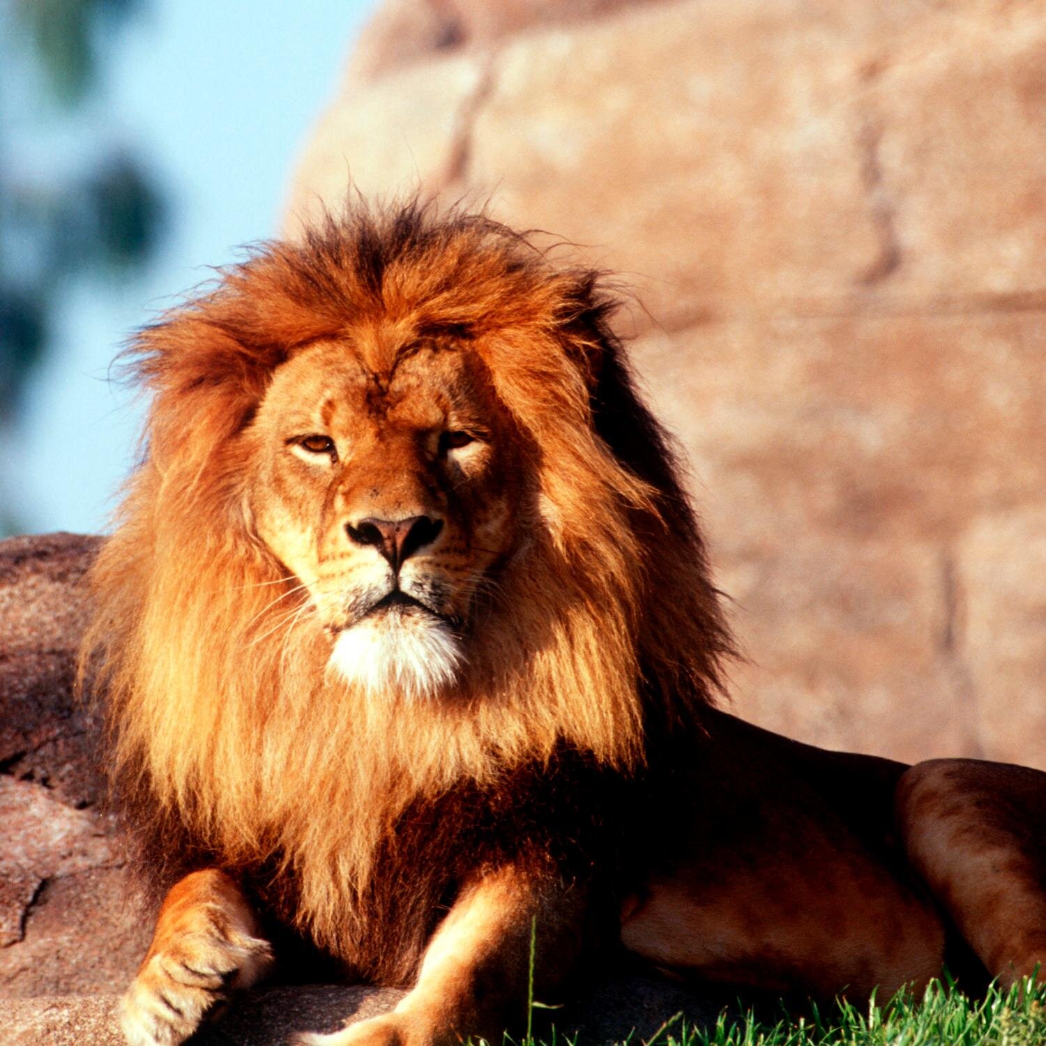 ticketgoddess's profile picture. 