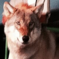 Wolf in wolf’s clothing(@CounselOfWolf) 's Twitter Profileg