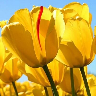 drahhasa's profile picture. 