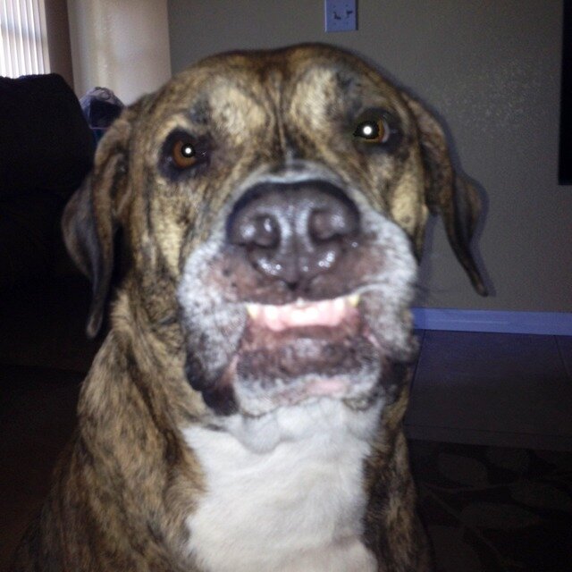 lastpath's profile picture. Professional Bum