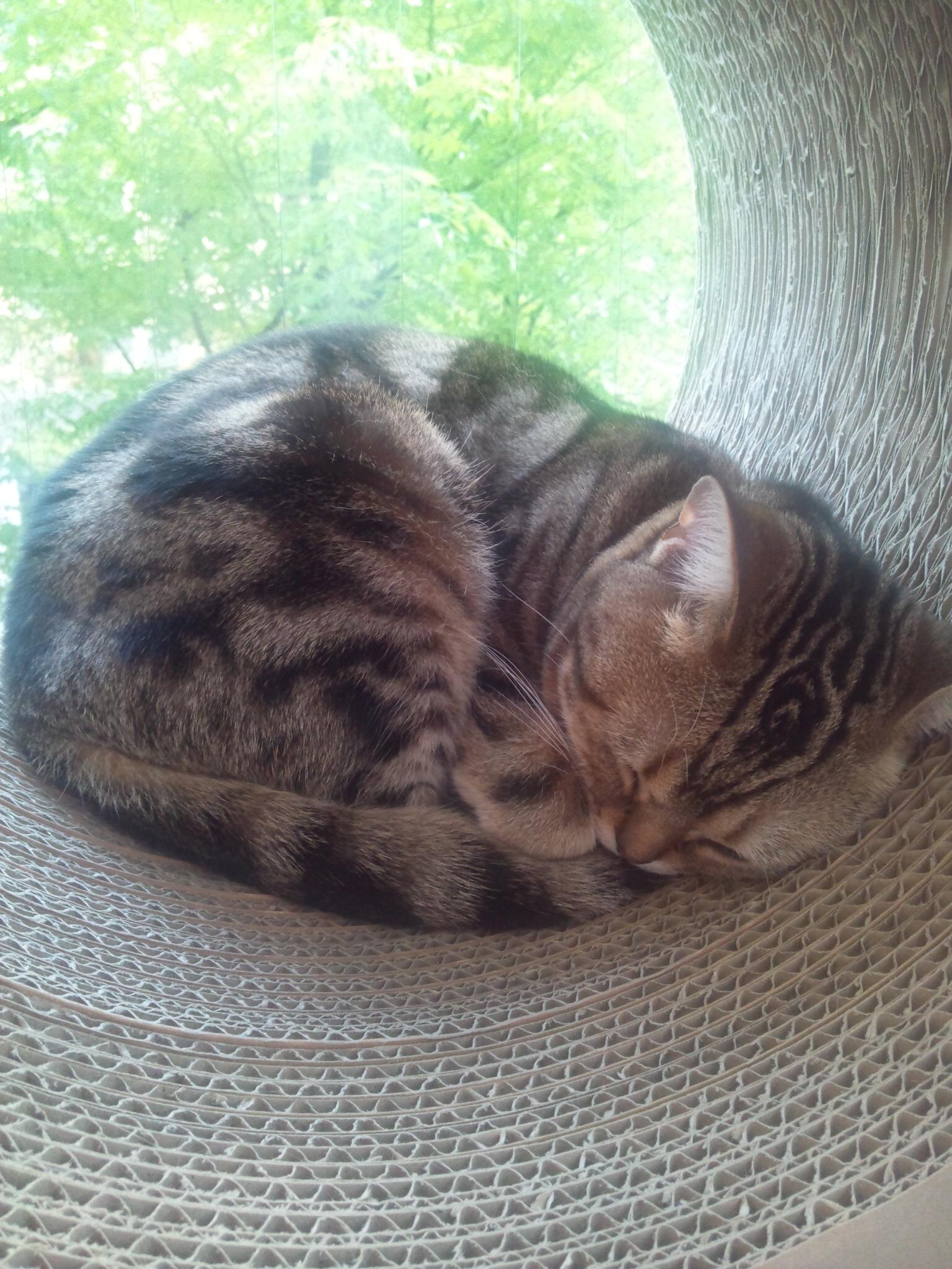 仕事は都内　食事は美味しいものが食べたい　飼ってはいませんが犬や猫好きです