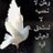 nouna_alshloi's profile image