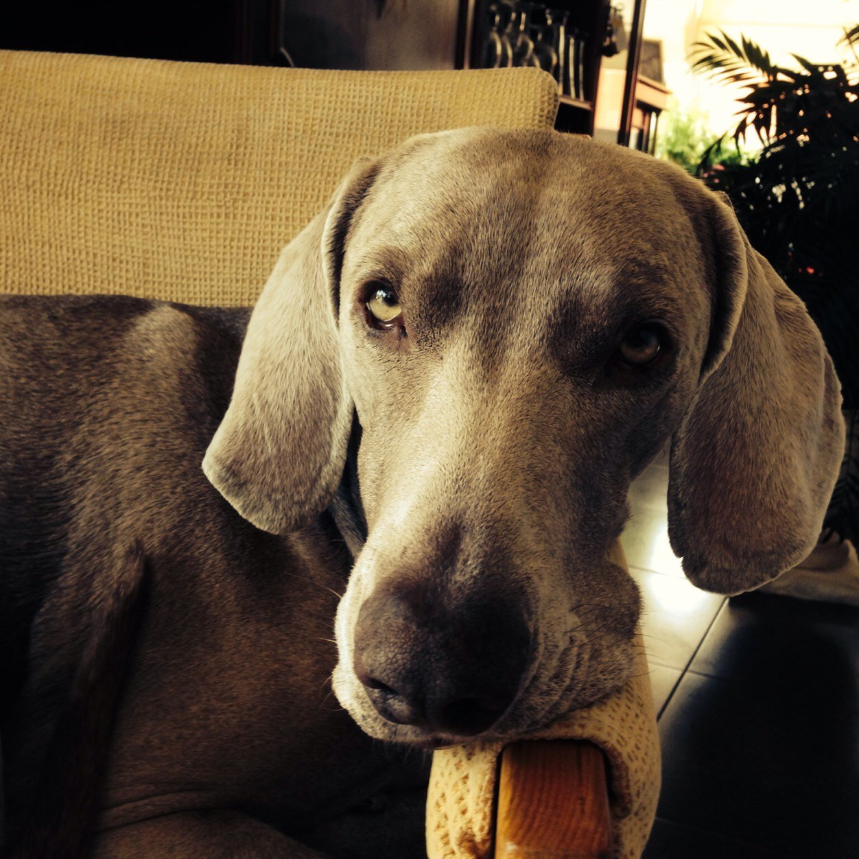 lunaweimar's profile picture. Soy de Zaragoza y vivo en la isla de La Palma. Trabajo con mayores y discapacitados. Me gustan los animales, el trail running. Yogista.vegetariana-vegana