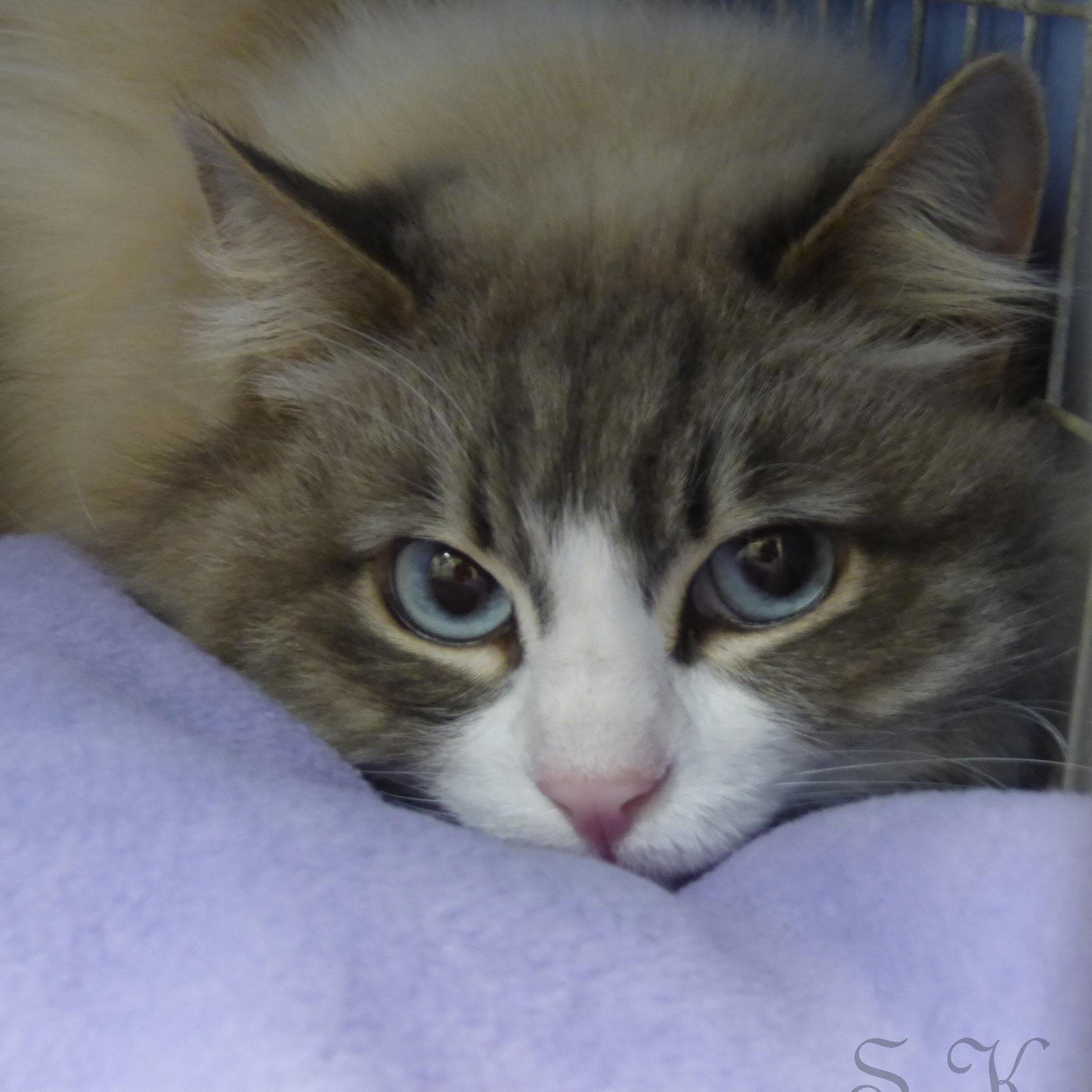 WeLoveChicoCats's profile picture. We rescue, heal, house, foster, and adopt out abandoned cats from the greater Chico, California area.  We love cats!