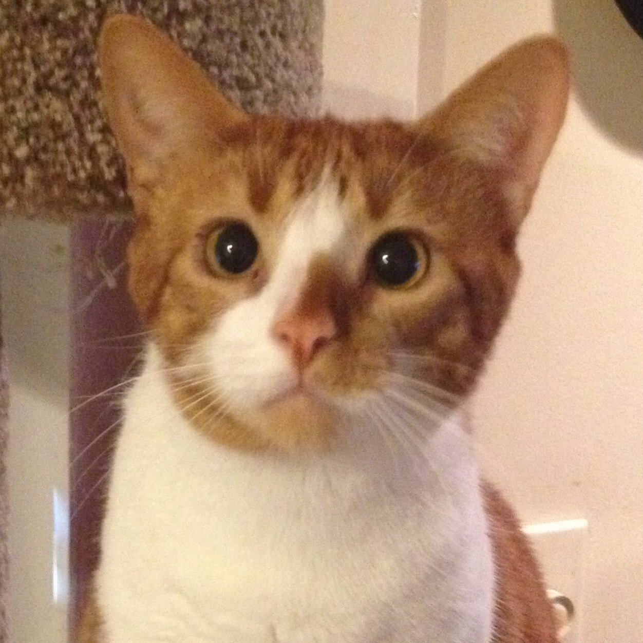 Jen_Brossman's profile picture. 