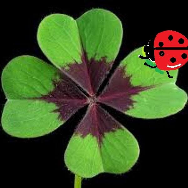 sylGESSNER's profile picture. Biology nutrition environment life/earth sciences travel nature universe