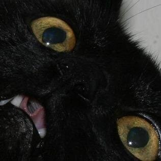 ill fite u
