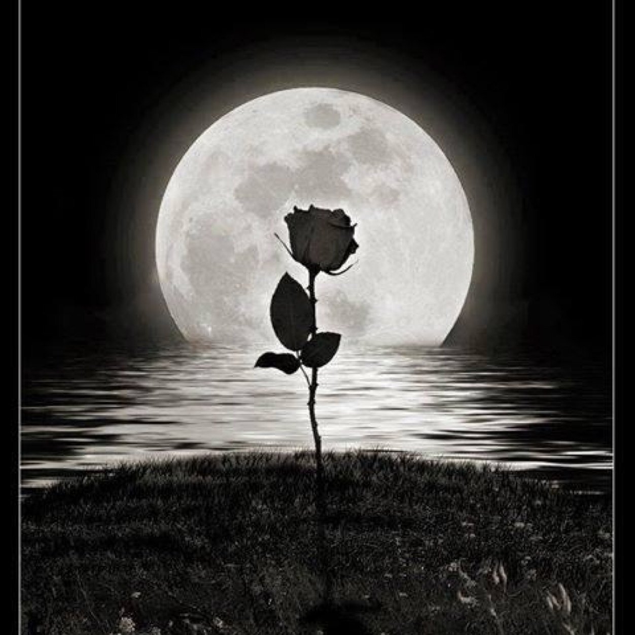 ILIANAANCHETA's profile picture. 