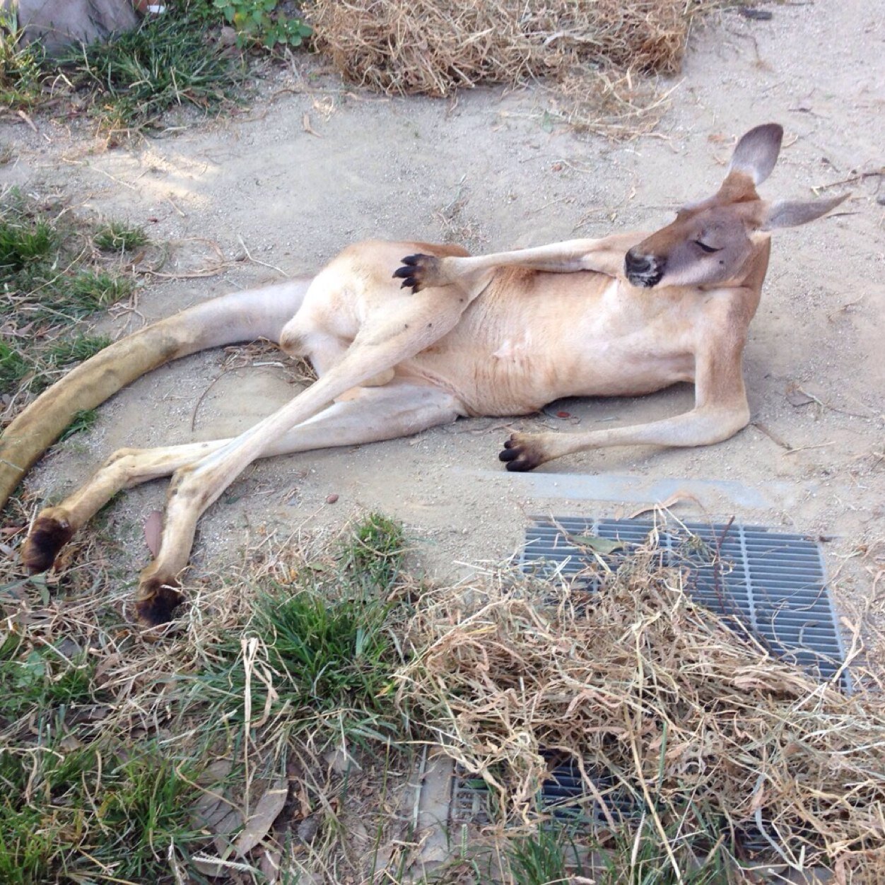 yuusun3's profile picture. 15年くらいアクセントコアやってた勢