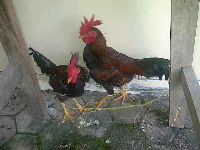 Warga Negara Indonesia