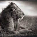 life983's profile picture. Orfano di tempo e silenzio.