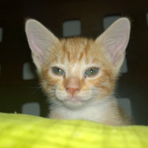 CarlosGerardo24's profile picture. 