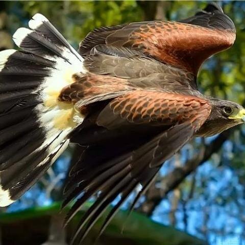 arminquandt's profile picture. 