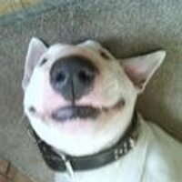 Geordienick (@geordienick01) 's Twitter Profile