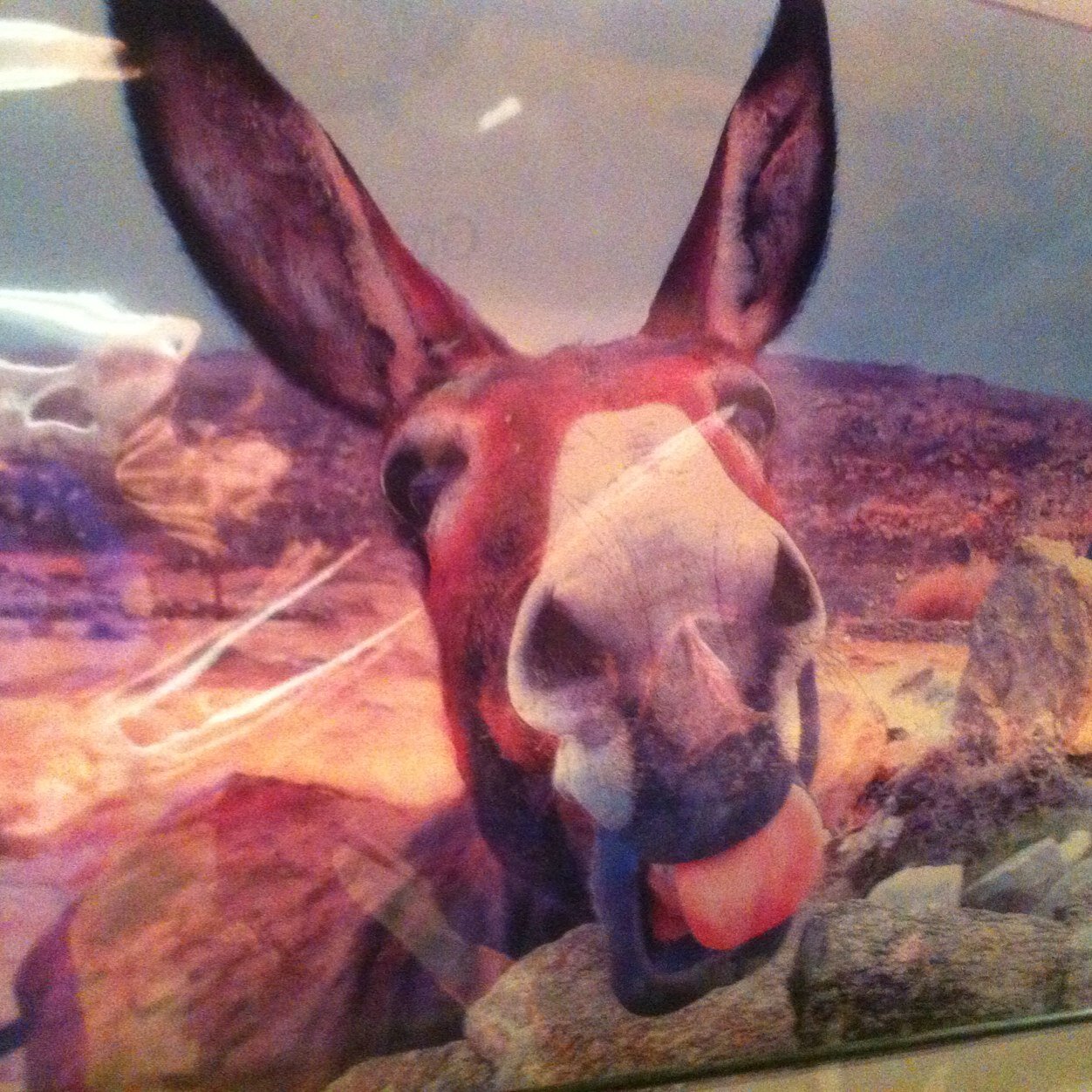 bunky6969's profile picture. Brisbane Firefighter, Brisbane Broncos fanatic, Fox Sports addict.. terrible punter... Niners, Angels & Knicks