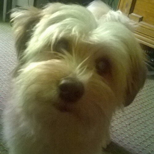 lightfaze4's profile picture. 