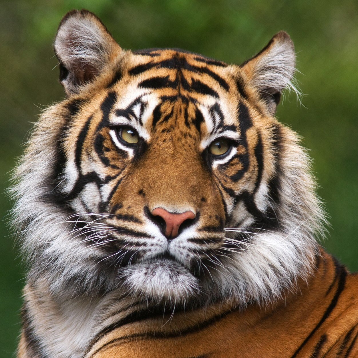 phoenixgirl308's profile picture. Phoenix, AZ native