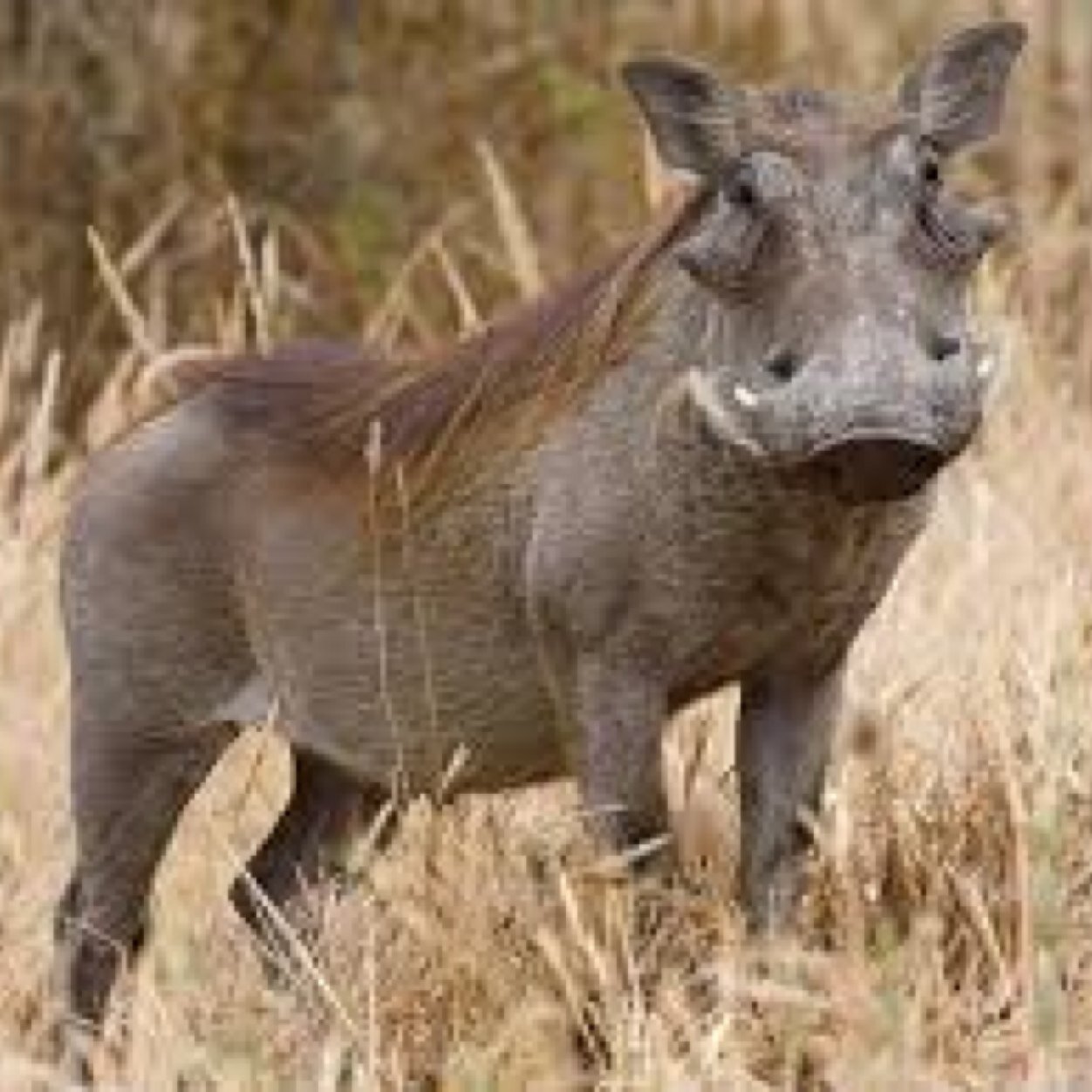 sebzegreat's profile picture. 