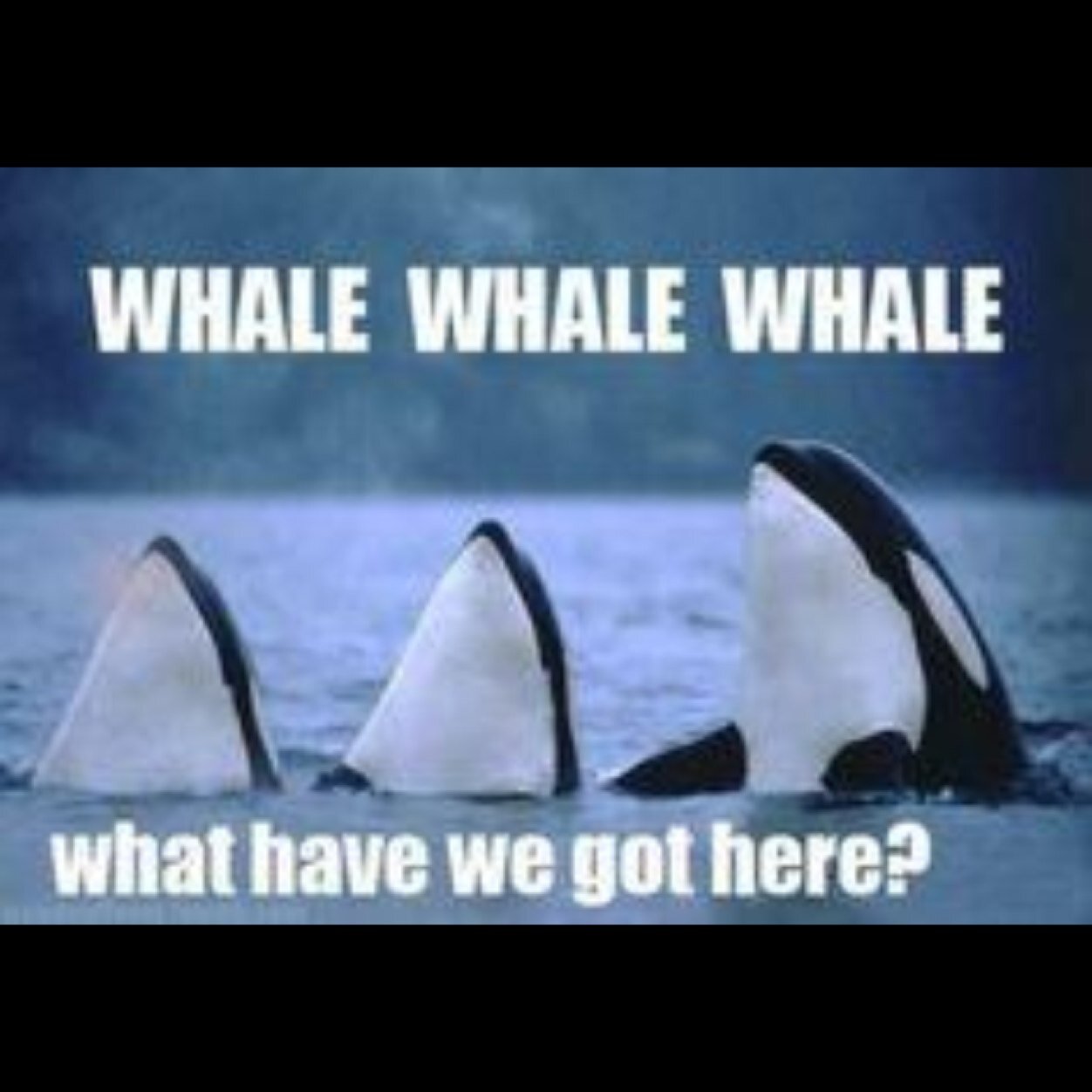 funnyorca's profile picture. Killer Whales included.
