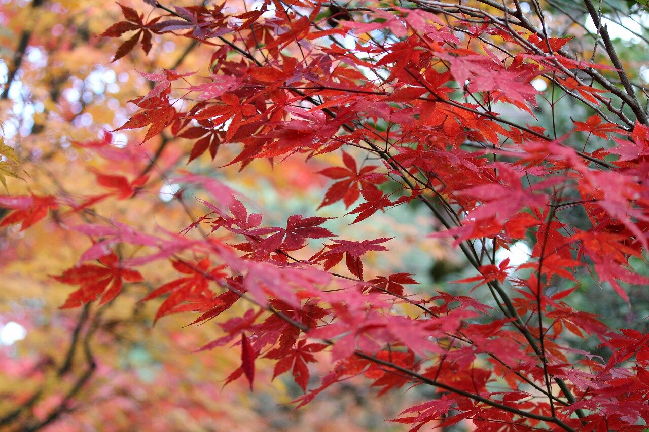 京都南山城の酬恩庵一休寺。一休禅師の晩年のお寺です。紅葉が有名ですが四季を通じてゆっくり一休みできるお寺です。あわてないあわてない、ひとやすみひとやすみ。