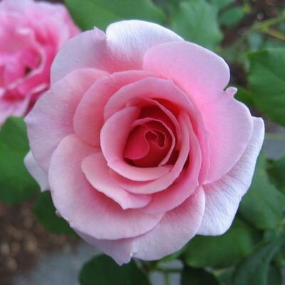 ‏‏‏‏‏‏‏‏‏‏‏‏‏‏عندمآ أكون لطيَف مع شخّصَ مِآ ! ♡فانْا لٱ أرجُو آلحصُول عليہ
ڳمآ يعتقد.!!
انْا فـقطَ :أمُارسَ ماتَربيتُ عليہ.‏