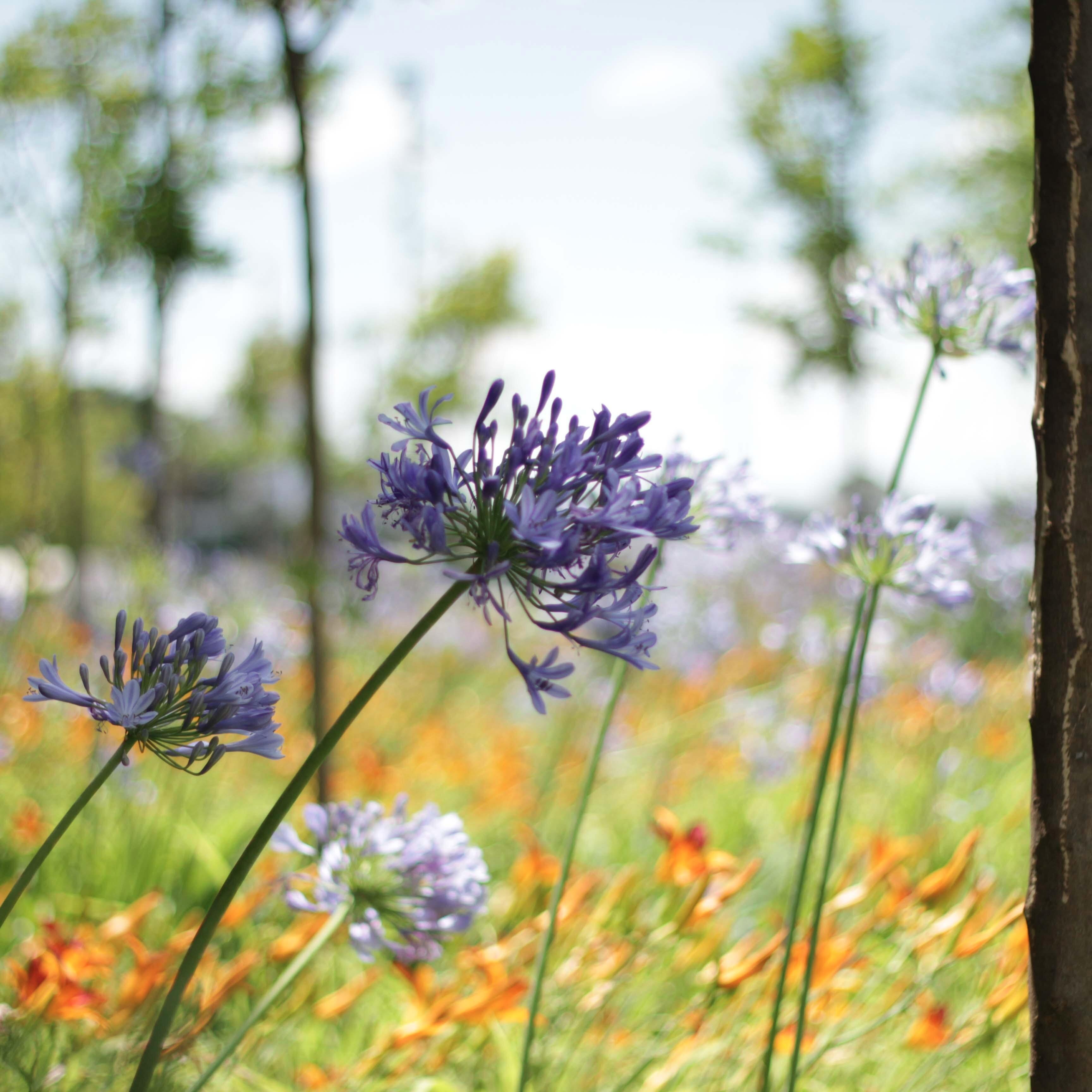 pariloveart's profile picture. Parilove (The name “Pari” means: “Angel-like.”) creates beautiful art and photography. Currently selling on Society 6: http://t.co/p8CIL9kQUb