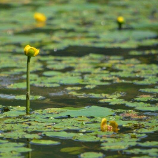 2013年発足。 フィールドへ行っては生き物を観察！ 興味のある方はnakaragi.nature.watching☆https://t.co/N8GNSmAmm4 (☆→@)までメールまたはリプライ・DMで対応致します( ´ ▽ ` )ﾉ(【注】gmailはただいま停止しております、すみません…)お気軽にご質問等どうぞ。